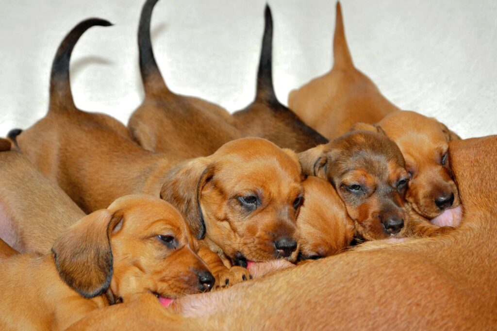 Saiba tudo sobre o desmame de cachorro