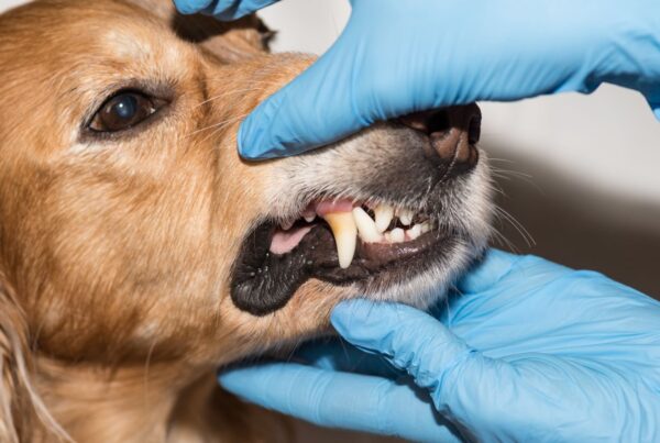 Dentista para cachorro: entenda a importância para a saúde do pet