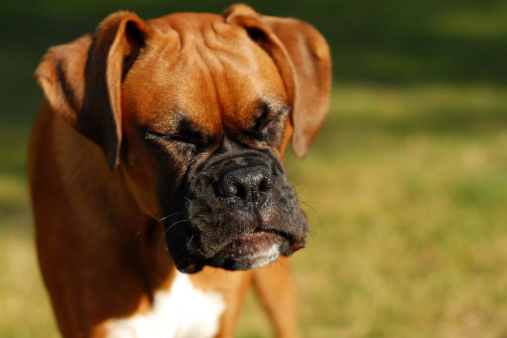Descubra por que os cãezinhos têm espirro reverso