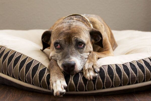 Luto canino: os doguinhos sofrem com a perda de outro pet?