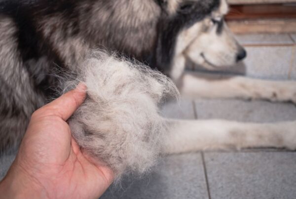Queda de pelos em cães: como identificar se há algo errado com o dog?