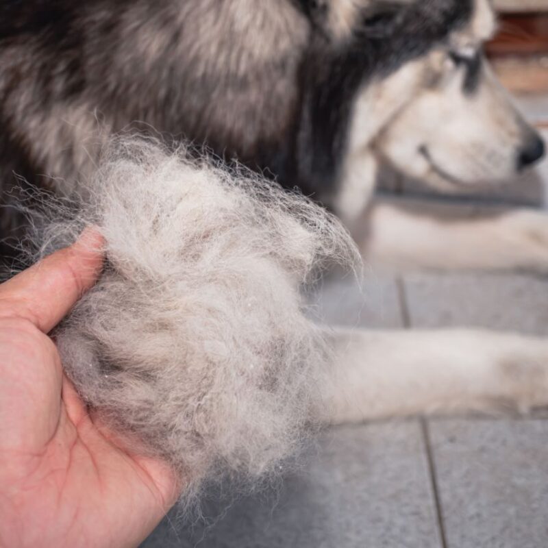 Queda de pelos em cães: como identificar se há algo errado com o dog?