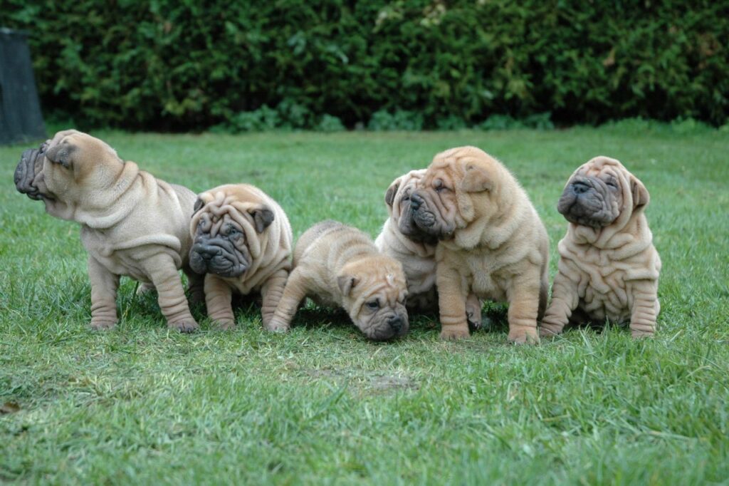 SharPei: o dog das encantadoras dobrinhas