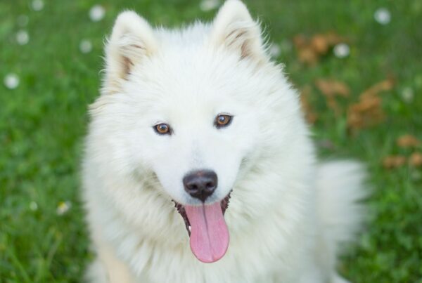 5 raças de cachorros brancos encantadores