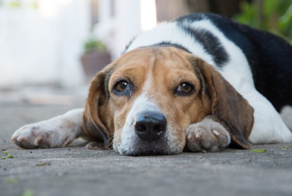 Alergia alimentar em cães: quais são os tratamentos e como evitá-las?