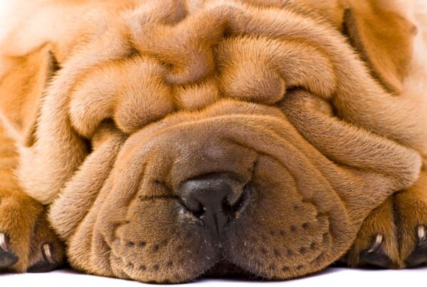 Cachorro com dobrinhas: confira dicas para mantê-las cheirosas e saudáveis