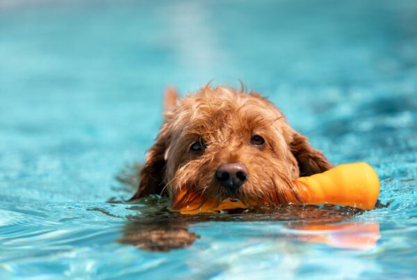 Cachorro na piscina: 5 dicas para o seu aumigo arrasar na natação
