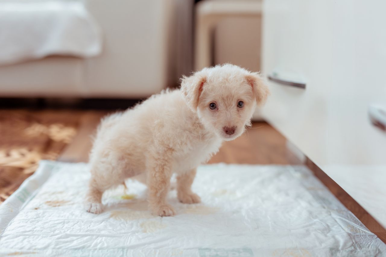 Cão urinando muito: quando procurar um veterinário?