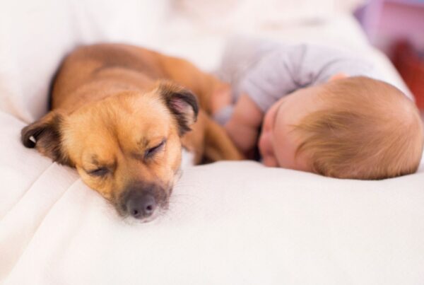 Dicas para adaptar a convivência de cachorro com bebês