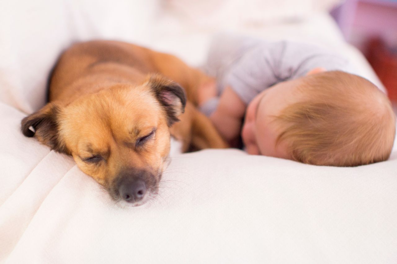 Dicas para adaptar a convivência de cachorro com bebês