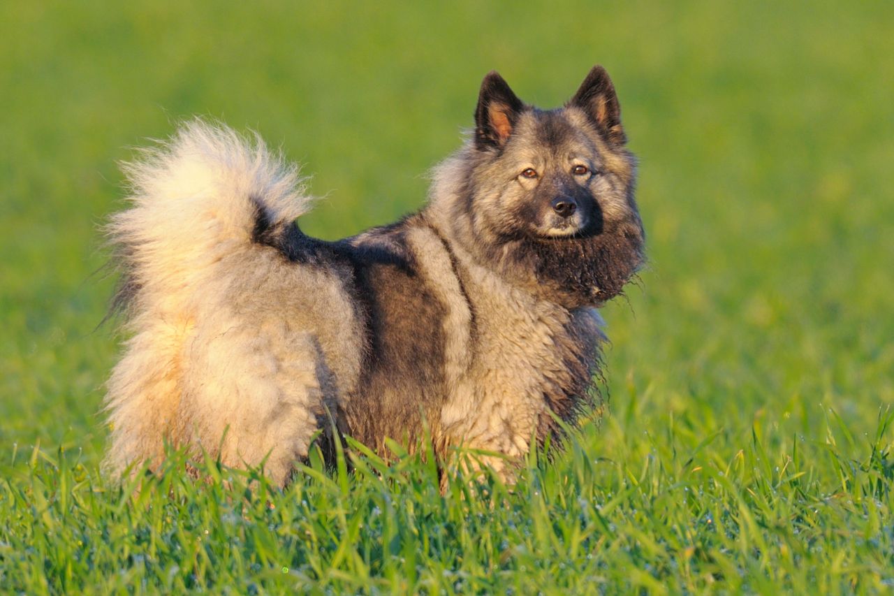 Keeshond: um aumigo extrovertido e simpático!