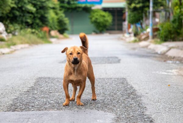 Como adotar um cachorro de rua? Veja nossas dicas