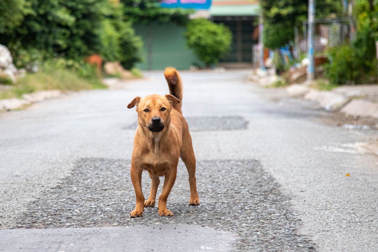 Como adotar um cachorro de rua? Veja nossas dicas