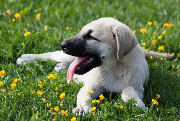 Conheça o cão kangal, dono da mordida mais forte do mundo