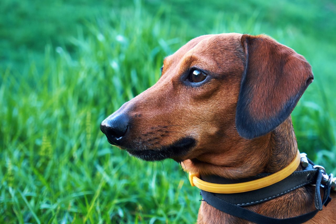 Conheça os diferentes tipos de repelentes para cachorro