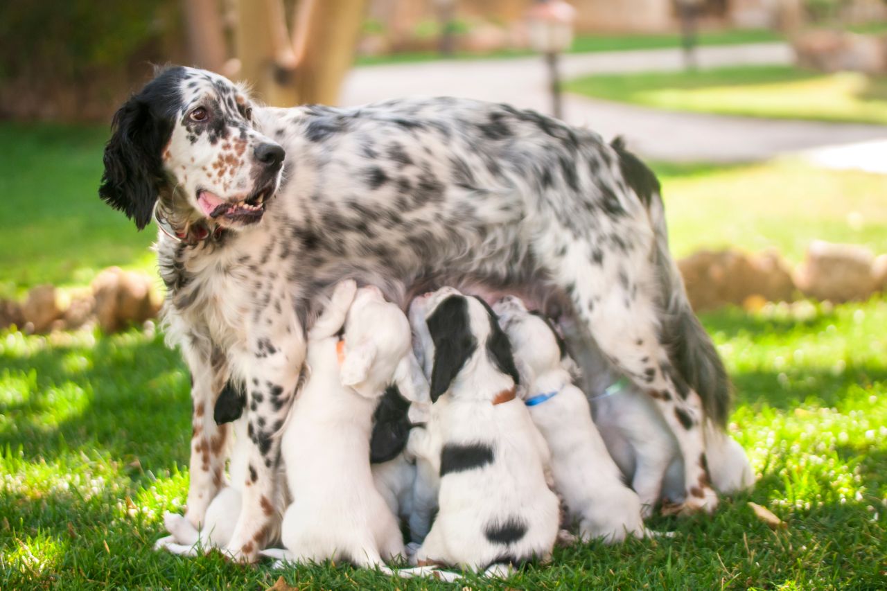 Desmame de cachorro: saiba como iniciar a alimentação sólida