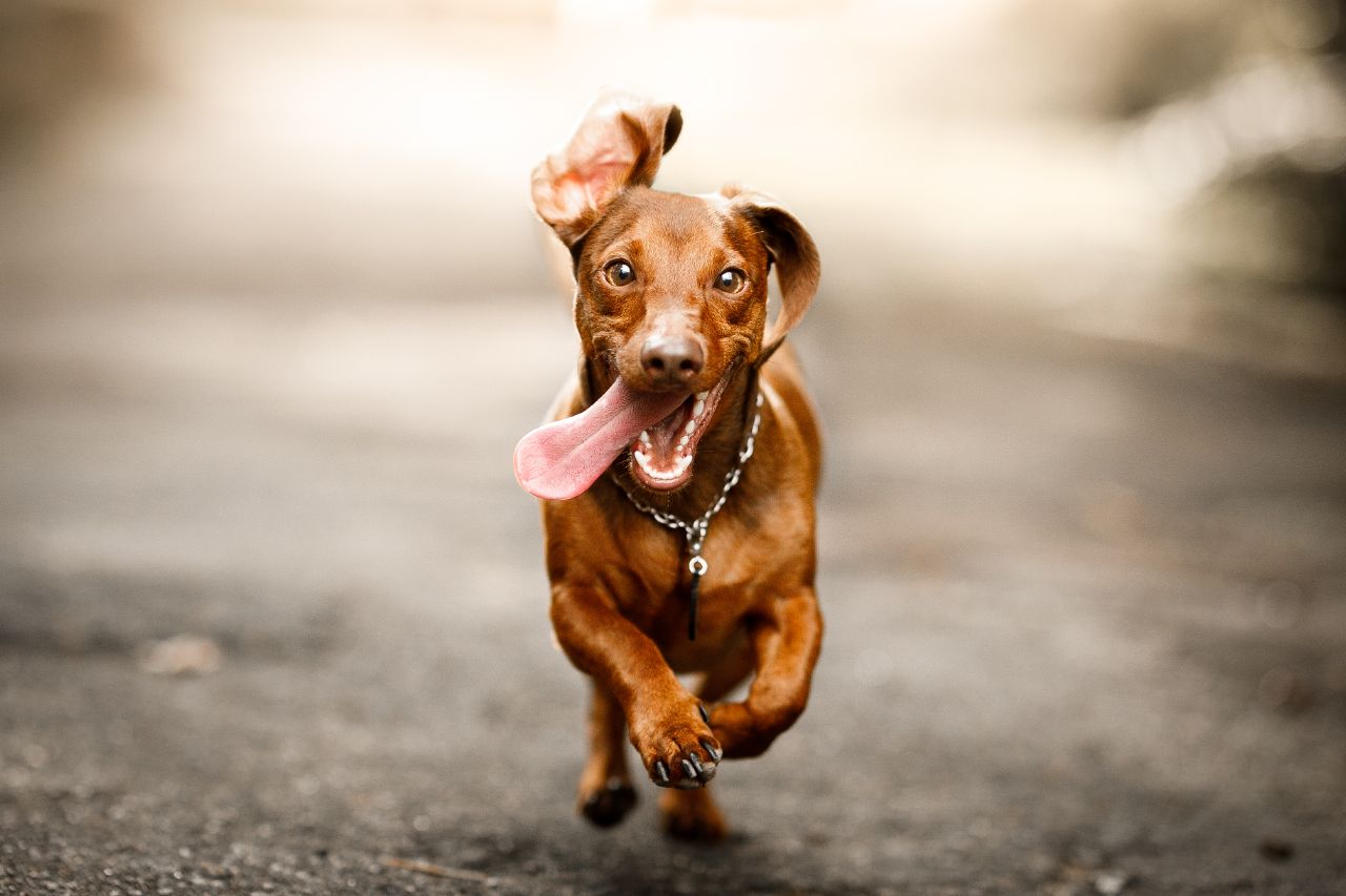 Entenda como lidar com um cachorro hiperativo