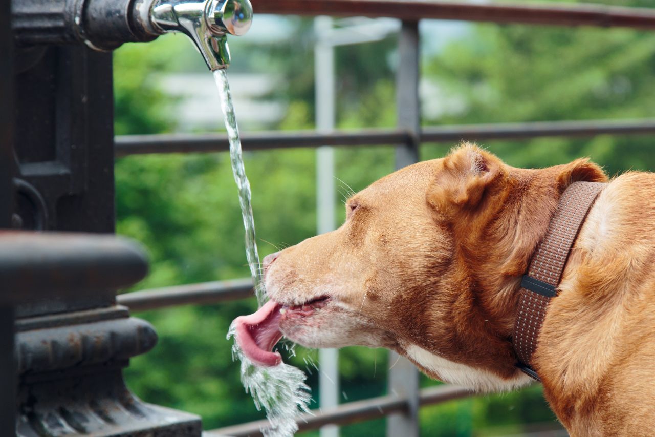 Fonte de água para cães: seu doguinho mais hidratado!