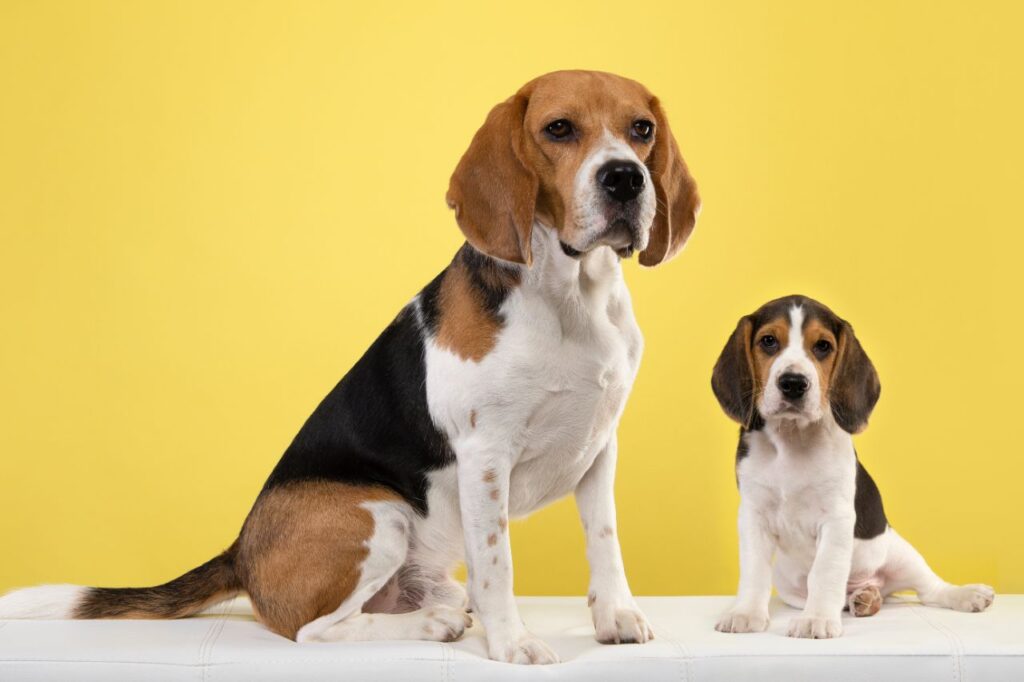 Idade de cachorro: é possível descobrir a idade do dog?