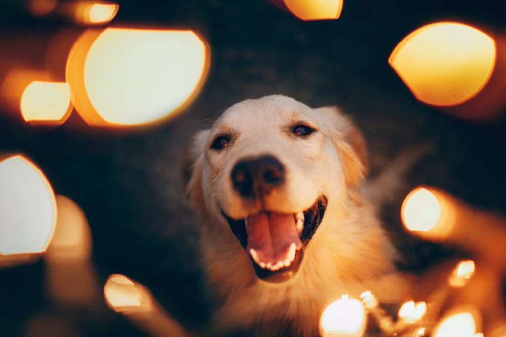 O poder da cromoterapia para cães