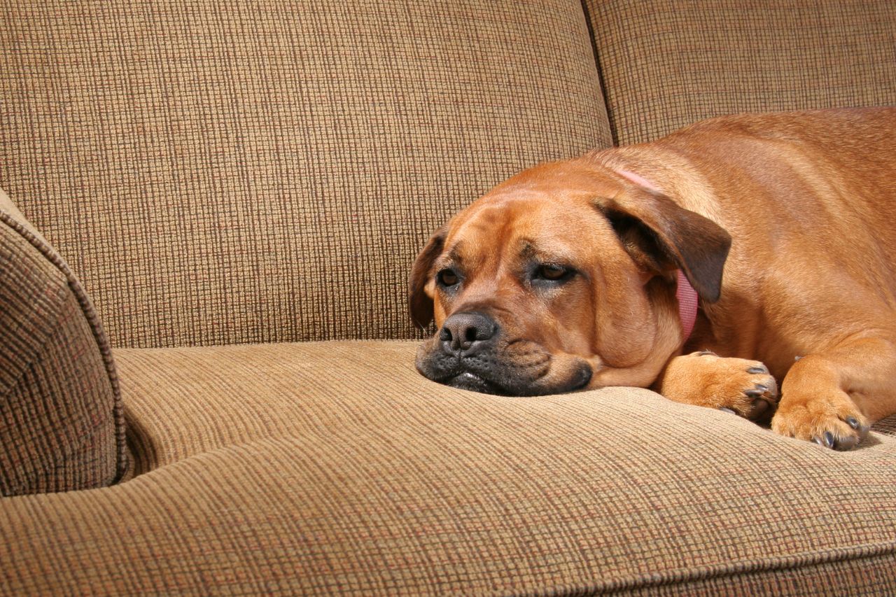 O que é tosse dos canis e como prevenir essa doença?