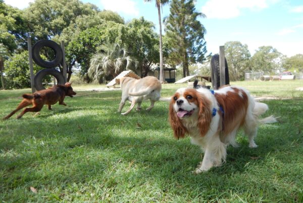 Parque para cachorro: tudo o que você deve saber antes de levá-lo