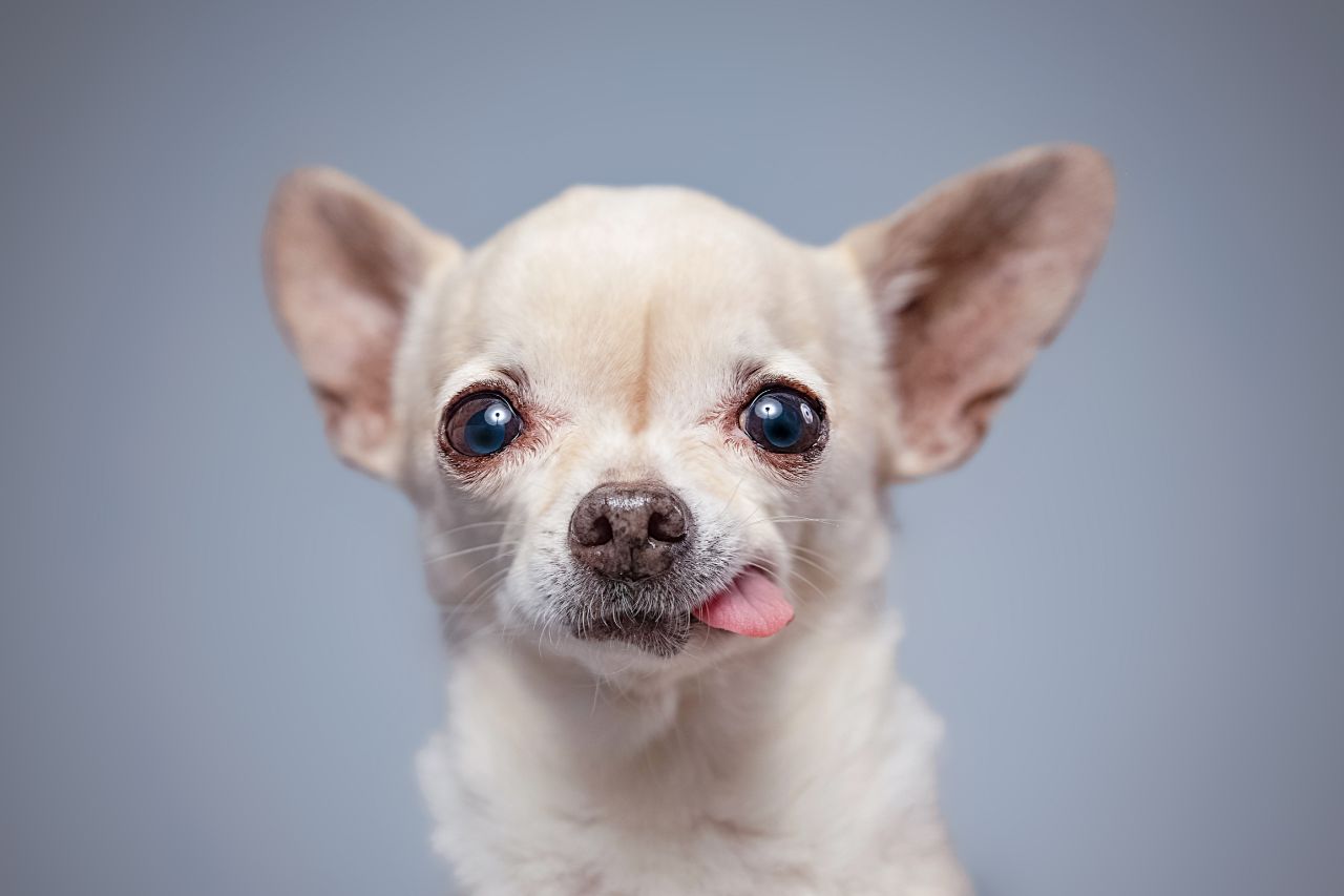 Saiba tudo sobre o cão Chihuahua!