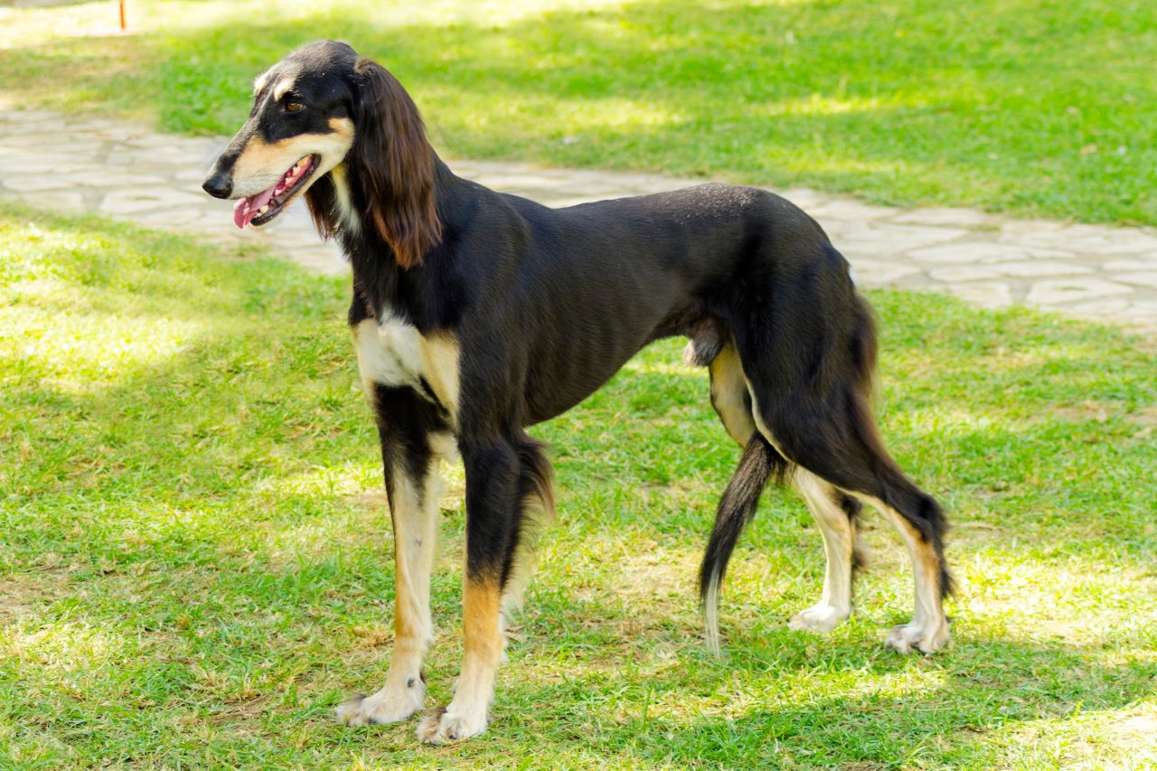 Saiba tudo sobre os dogs da raça Saluki