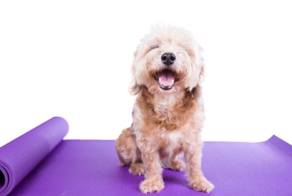 Você sabia que existe yoga para cachorro? Vem saber mais sobre a doga