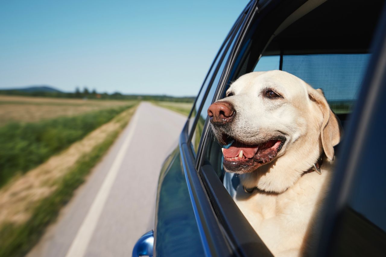 Descubra como ter uma viagem de carro inesquecível com o seu.dog