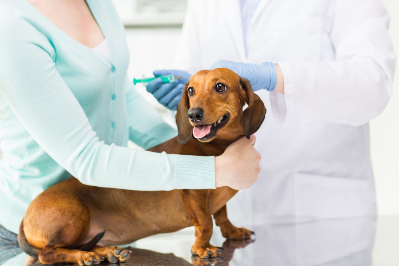 A importância da vacina antirrábica para a saúde do seu.dog