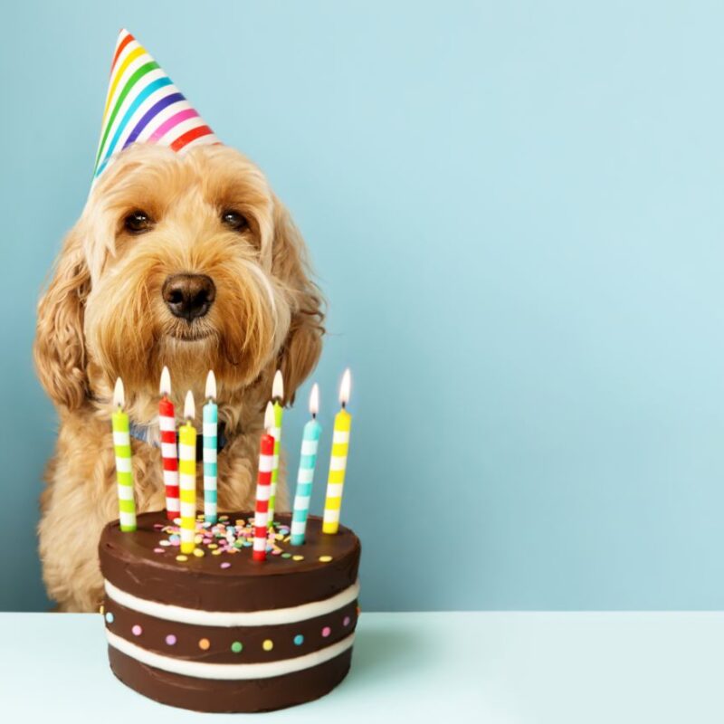 3 receitas fáceis de bolo para cachorro