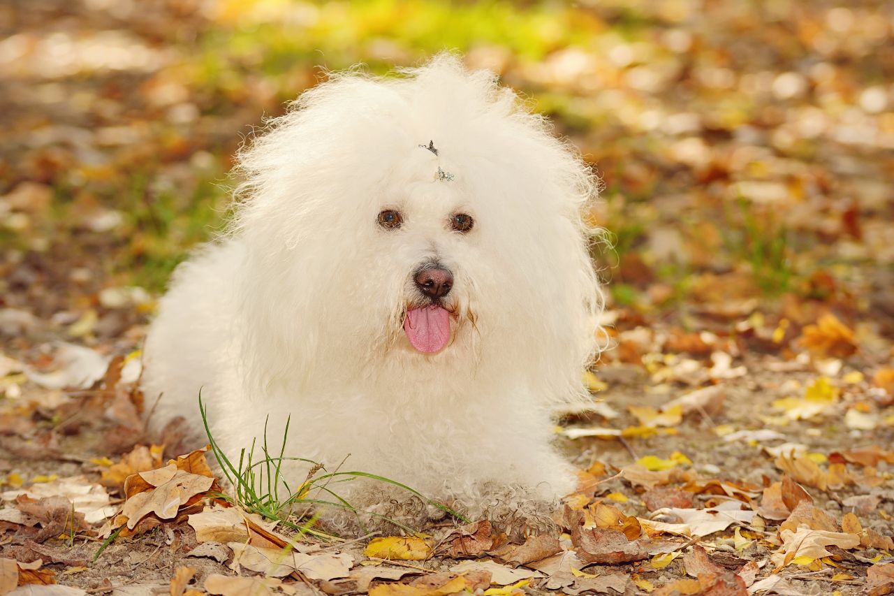 Bichon Bolonhês: um pequenino que é um ótimo companheiro!