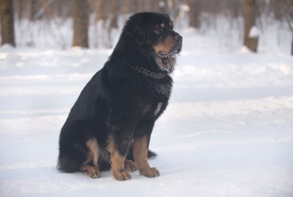 Mastim Tibetano: um cão majestoso e raro