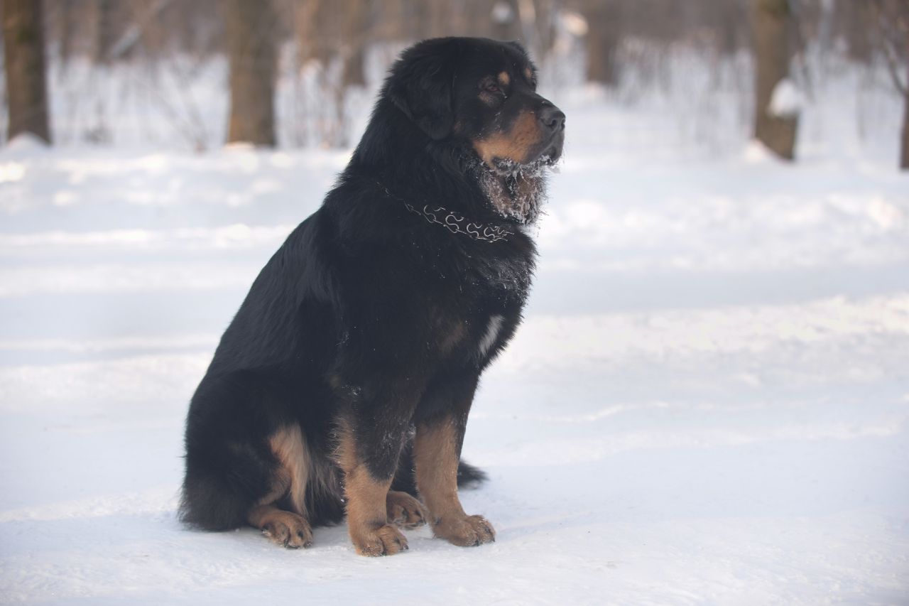 Mastim Tibetano: um cão majestoso e raro