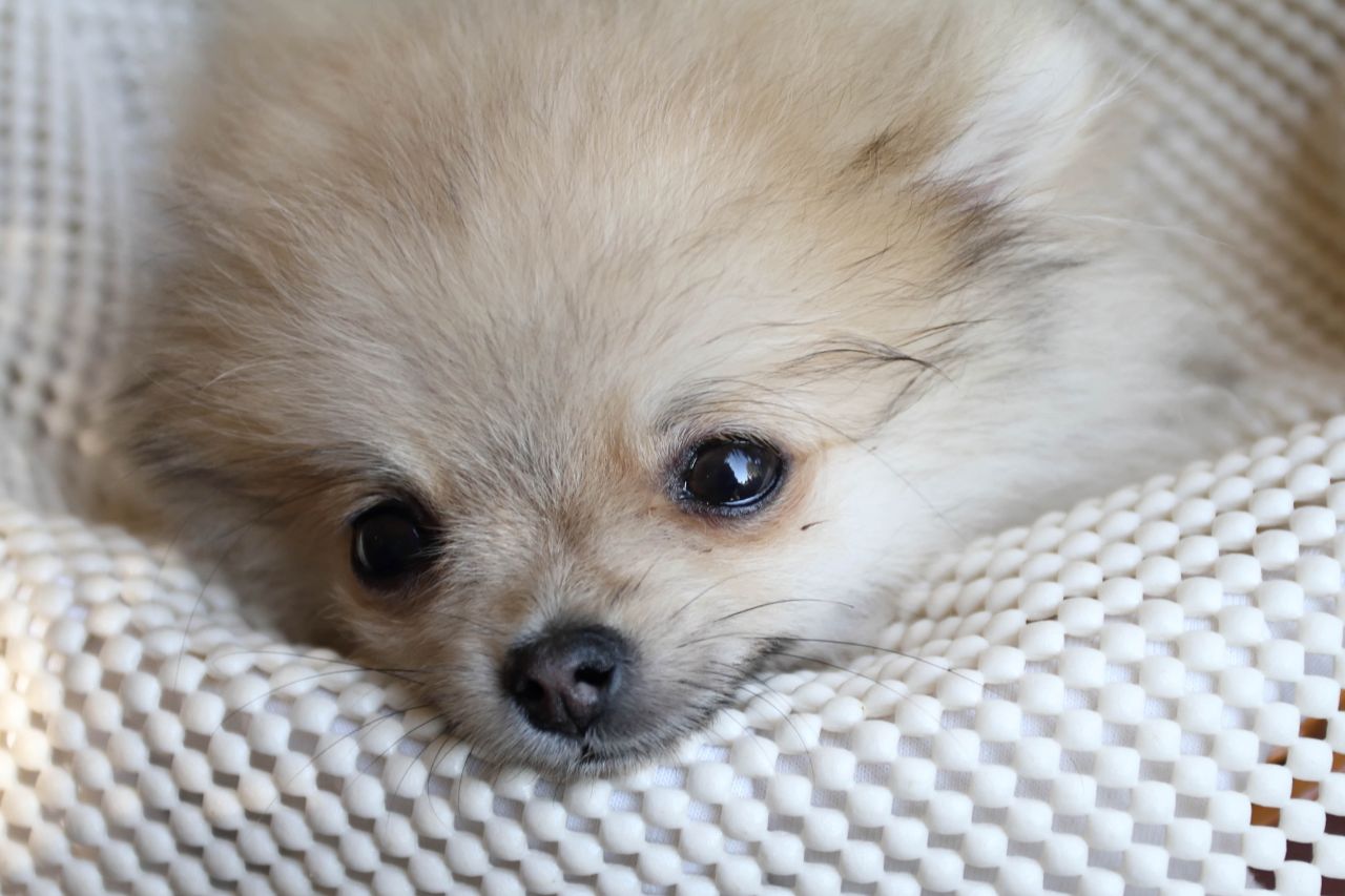 Tudo sobre a labirintite canina