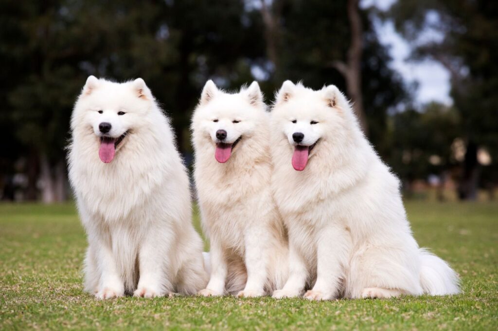 Você vai ficar de queixo caído com os cachorros mais caros do mundo!