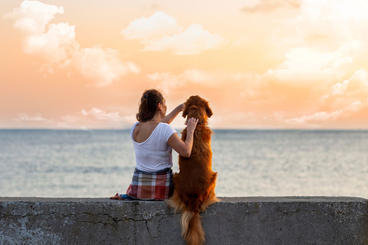 Como o temperamento humano influencia os dogs?