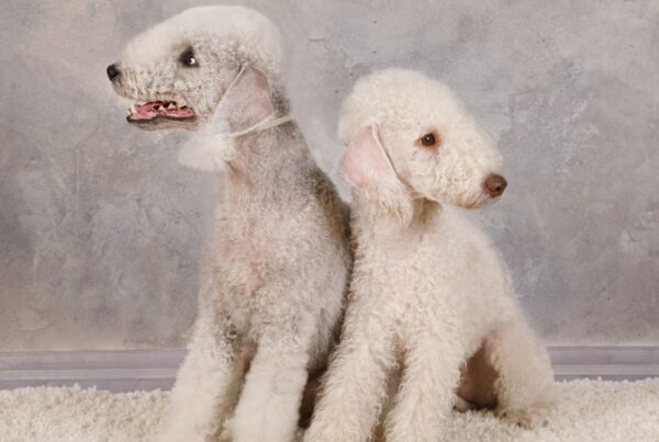 Conheça o divertido Bedlington Terrier