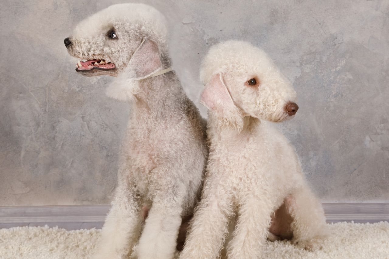 Conheça o divertido Bedlington Terrier