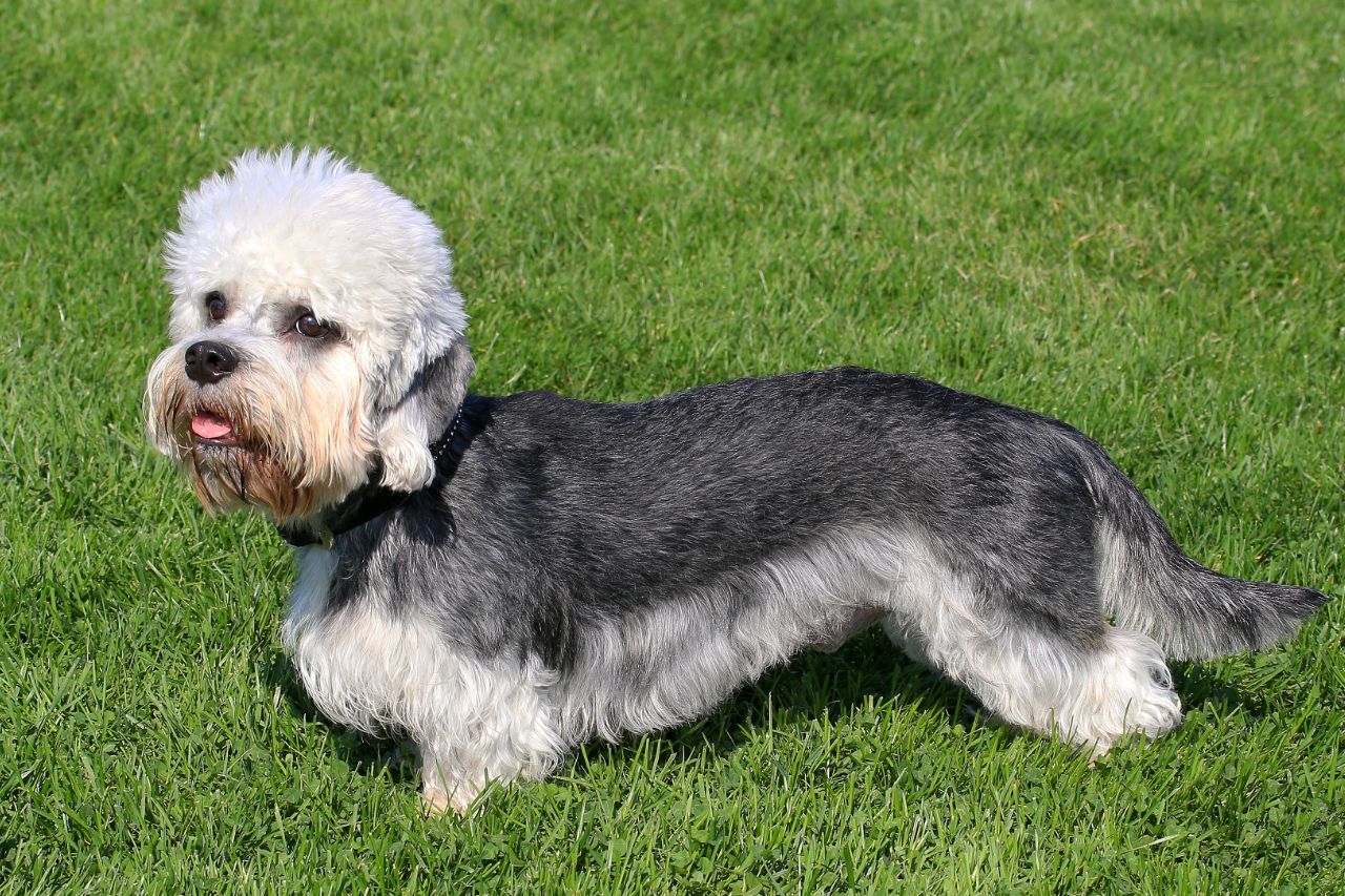 Dandie Dinmont Terrier: uma raça para quem ama rebaixadinhos