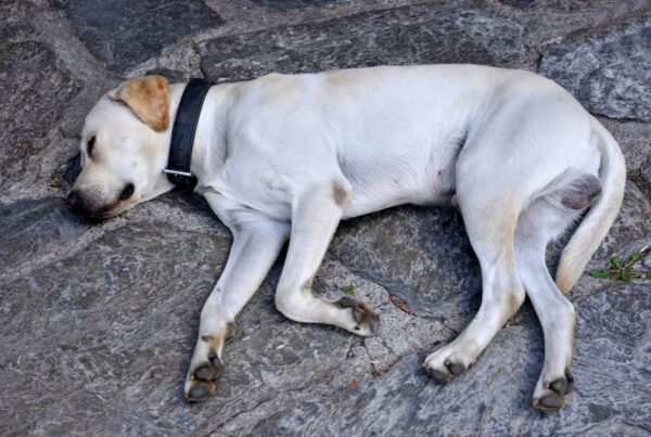 Descubra tudo sobre a síncope em cães