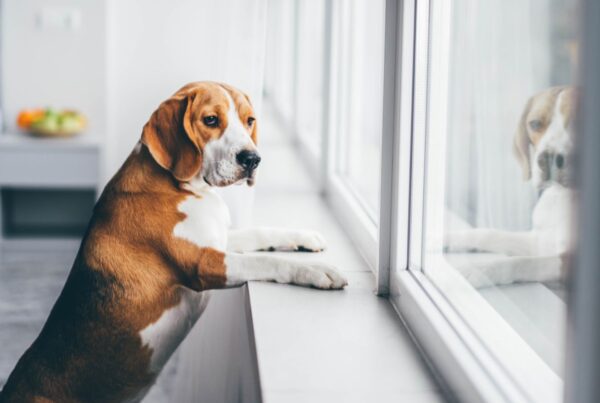 Eles se esquecem? Entenda como funciona a memória dos cães