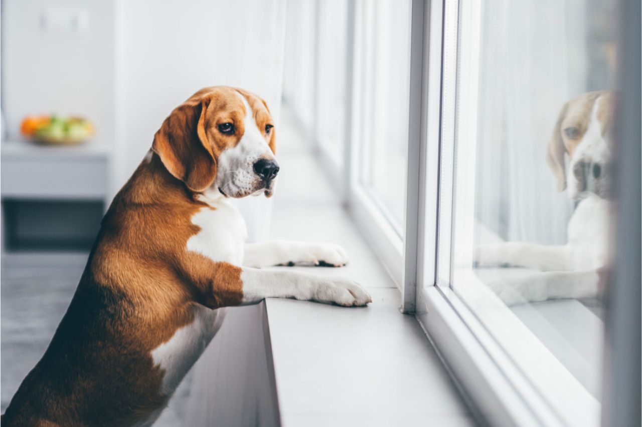 Eles se esquecem? Entenda como funciona a memória dos cães