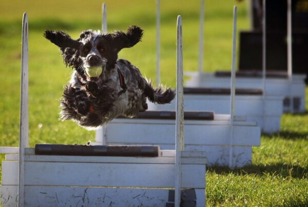 Flyball: um esporte que requer agilidade e muito amor por bolinhas