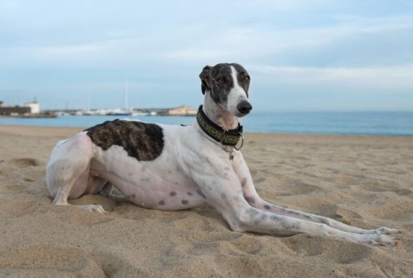 Galgo Espanhol: um aumigo veloz e companheiro