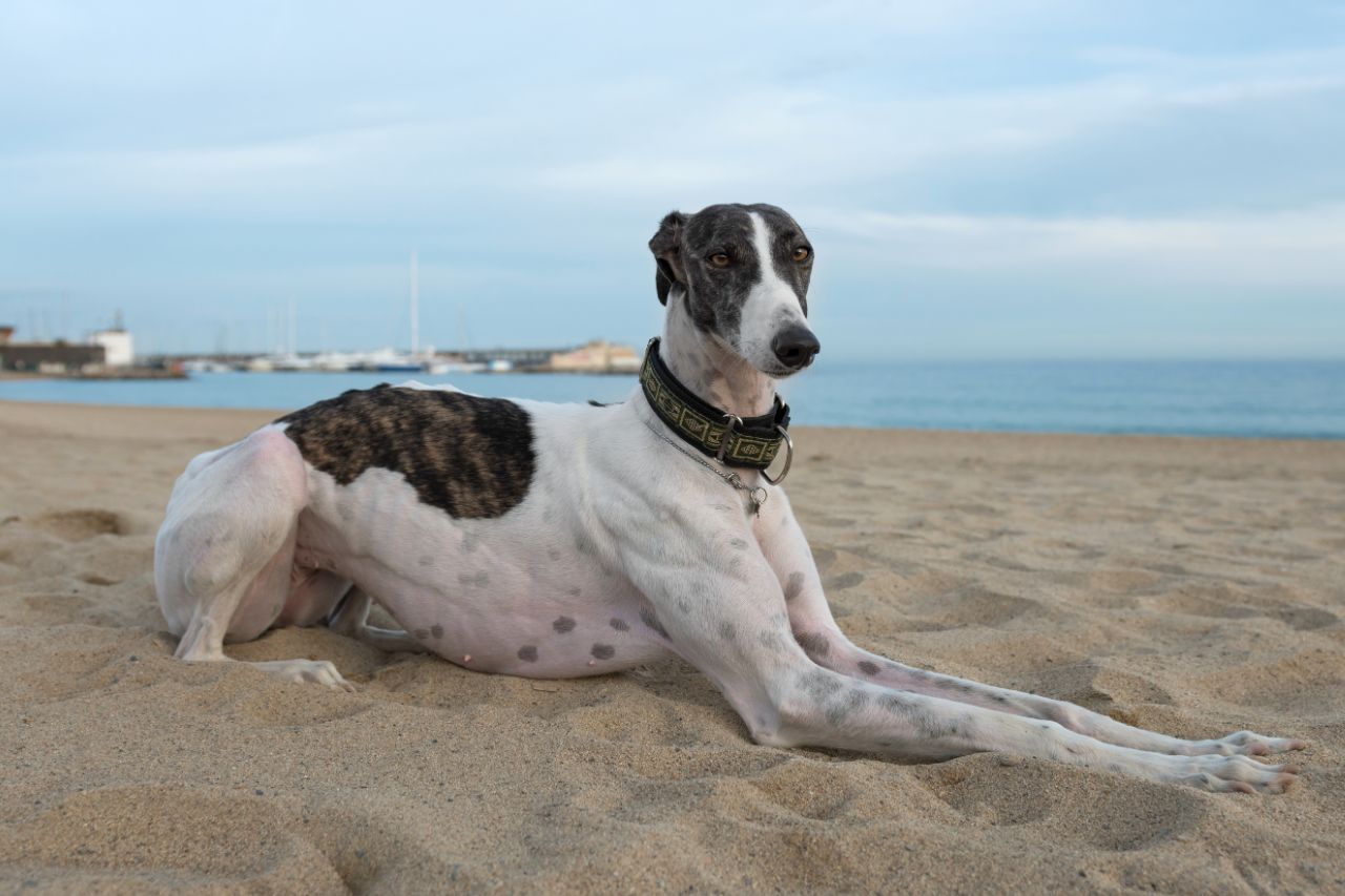 Galgo Espanhol: um aumigo veloz e companheiro