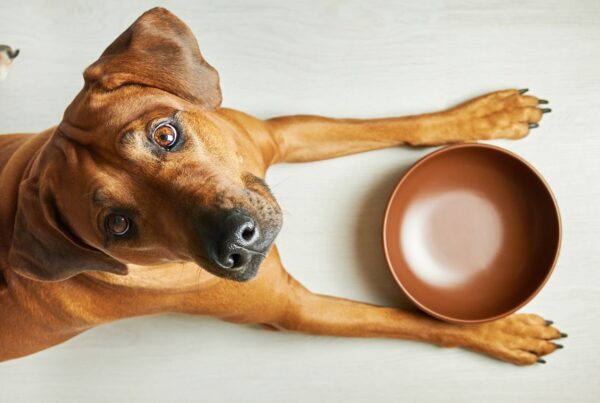 Slow feed: uma nova forma de alimentar o seu.dog