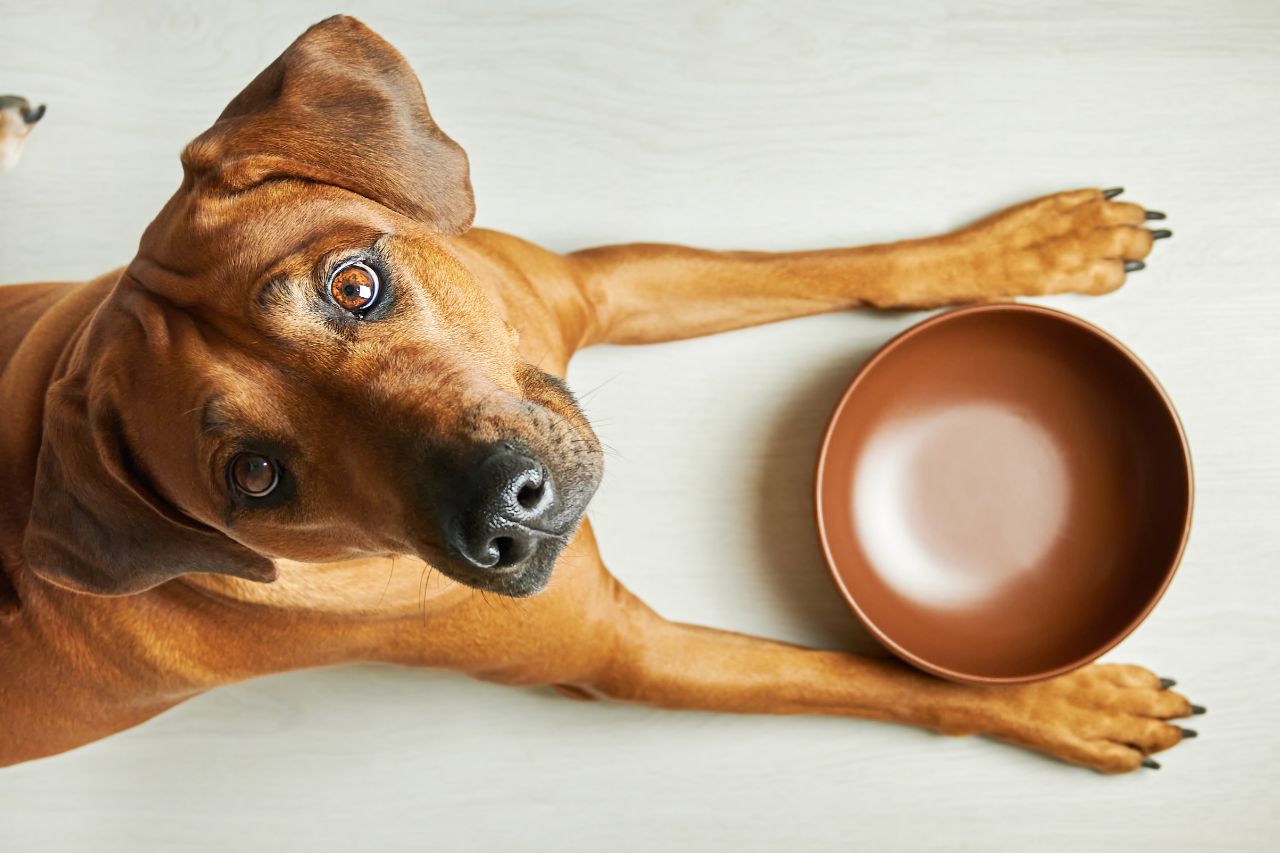 Slow feed: uma nova forma de alimentar o seu.dog