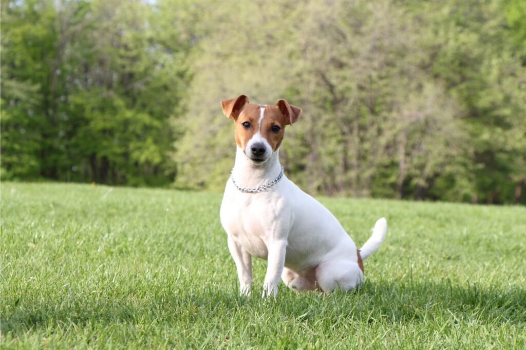 Jack Russell Terrier: o melhor amigo do Maskara